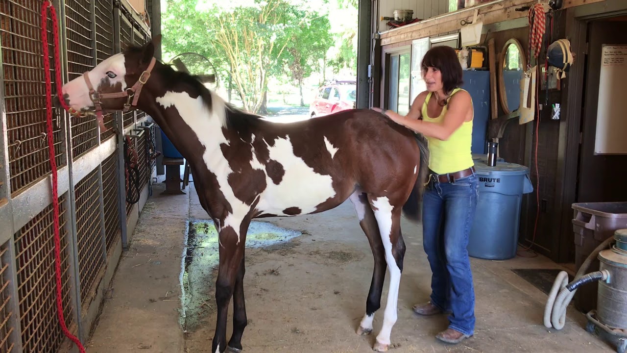 Weanling Filly Loving A Butt Massage Youtube 