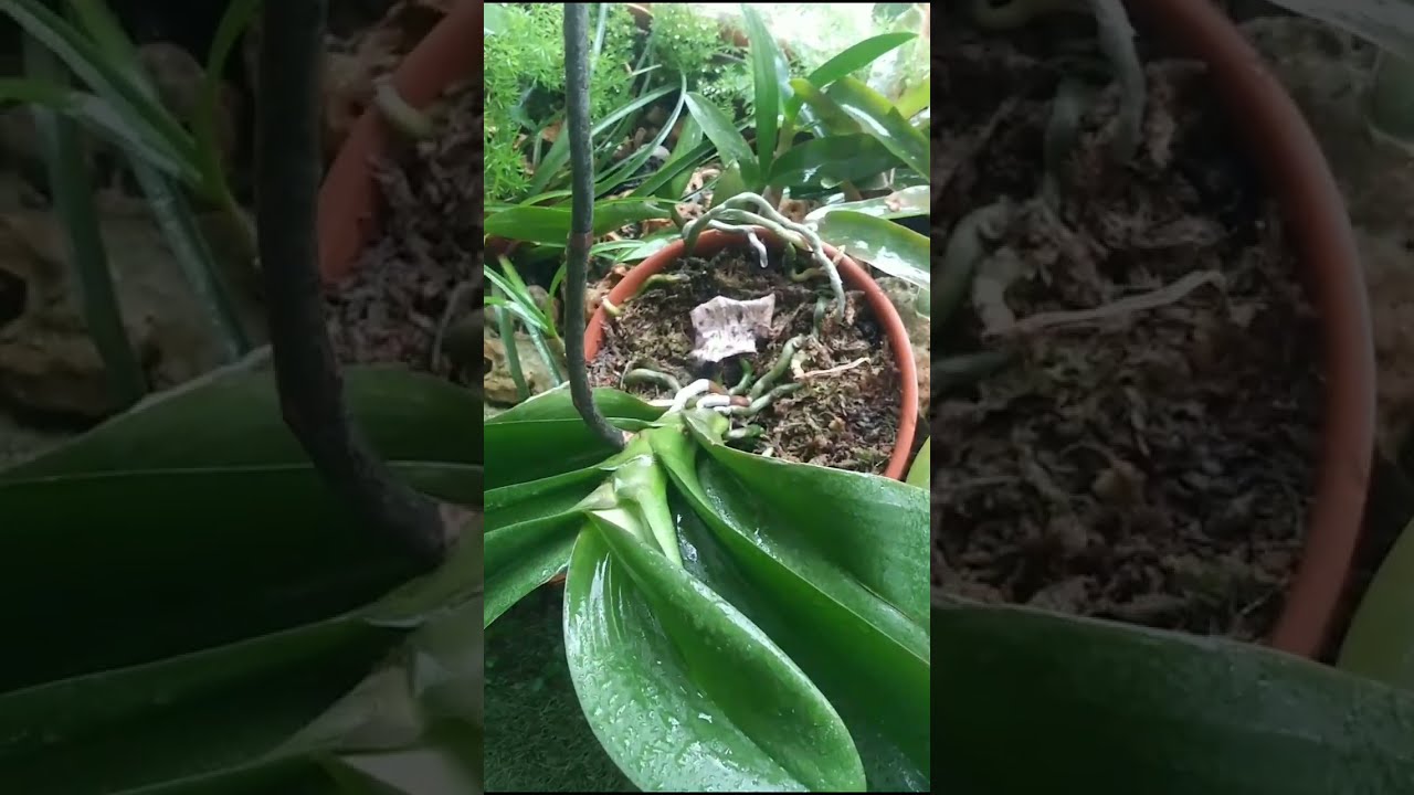 Pudricion de corona en las Orquideas por  riego.