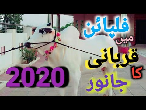 Philippine May Qurbani Ki Gayye فلپائن میں قربانی کی گا ئے