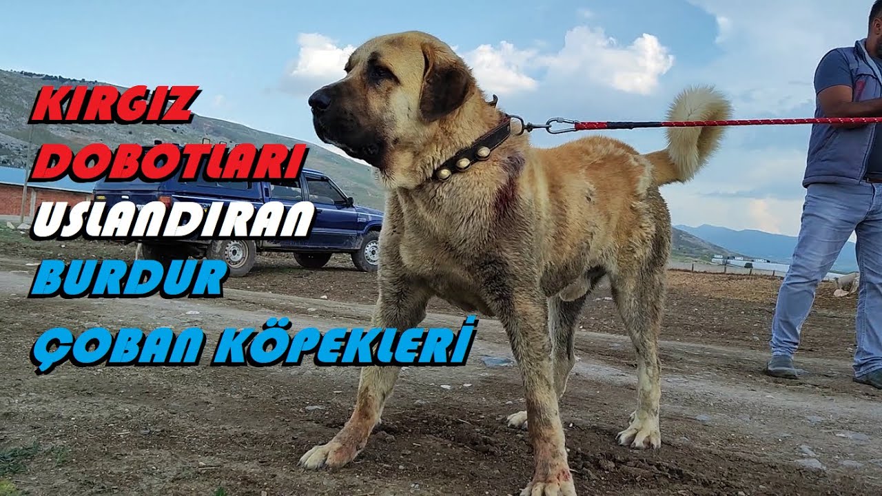 KIRGIZİSTANDAN GELEN KÖPEKLER MERADA TUTTUĞU HER KÖPEĞİ İKİYE AYIRDILAR