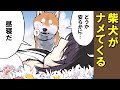 飼い主が召されたテイで扱ってくる柴犬【アニメ】【漫画】