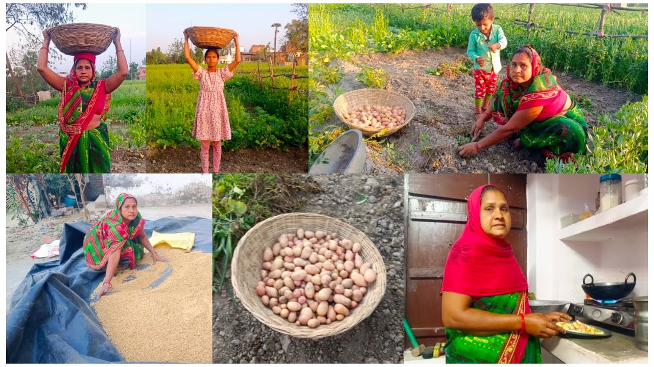 🏡देखी दोस्तों हमारे खेत में आलू तयार हो गए निकला तो बहुत बड़े बड़े और लाल लाल हो गए🥰थकान हो गई आज🥹