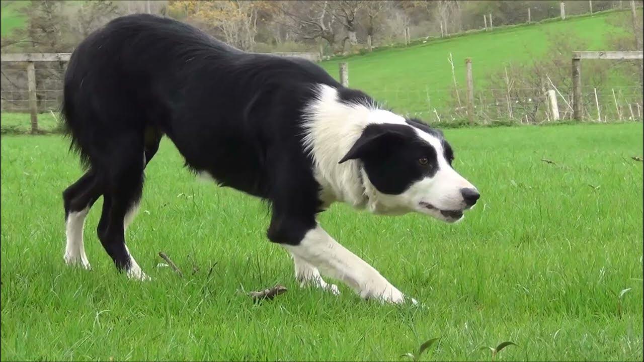 Lot 21 Peg 4.5.22 Farmers Marts Dolgellau Online Sheepdog Auction YouTube