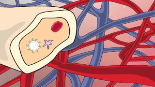 Video 2 Blood Stem Cell Video