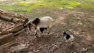 Goat kids playing about.