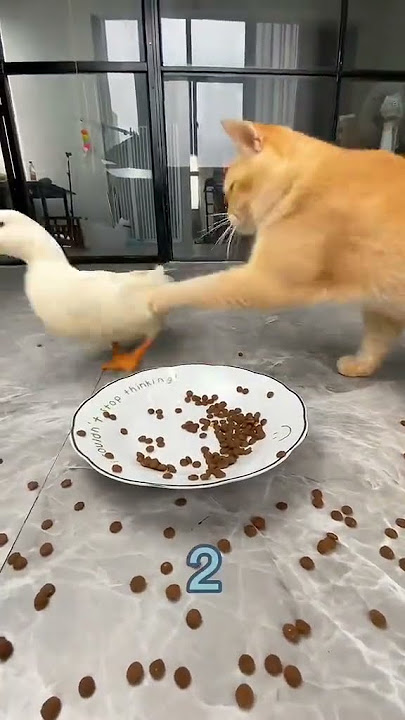 TINGKAH LUCU KUCING VS BEBEK
