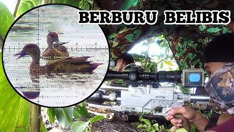 GILA❗️SATU TAMBAK DI HUNI RIBUAN BELIBIS. BERBURU BELIBIS. BORNEO SLUG