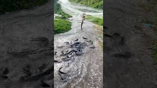 In just one throw of net almost caught all the fish #fishing #fish #fyp Wealth