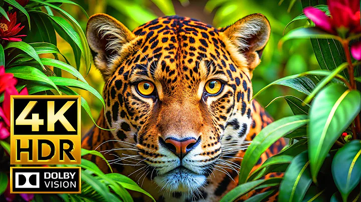 The Paradise of All 4K ANIMAL Videos | Dolby Vision HDR 4K 60fps