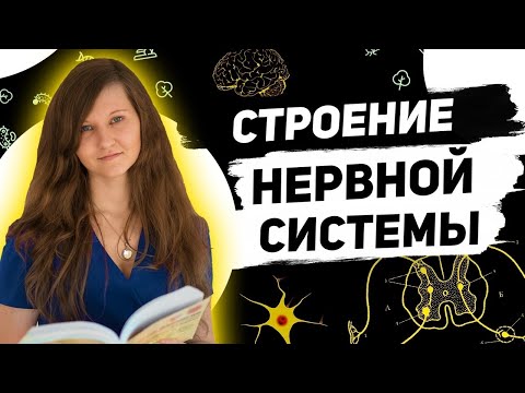 НЕРВНАЯ СИСТЕМА