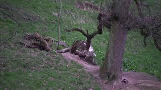 Wild Scottish Badgers - first cubs 2018 by Chris Sydes 694 views 6 years ago 12 minutes, 47 seconds