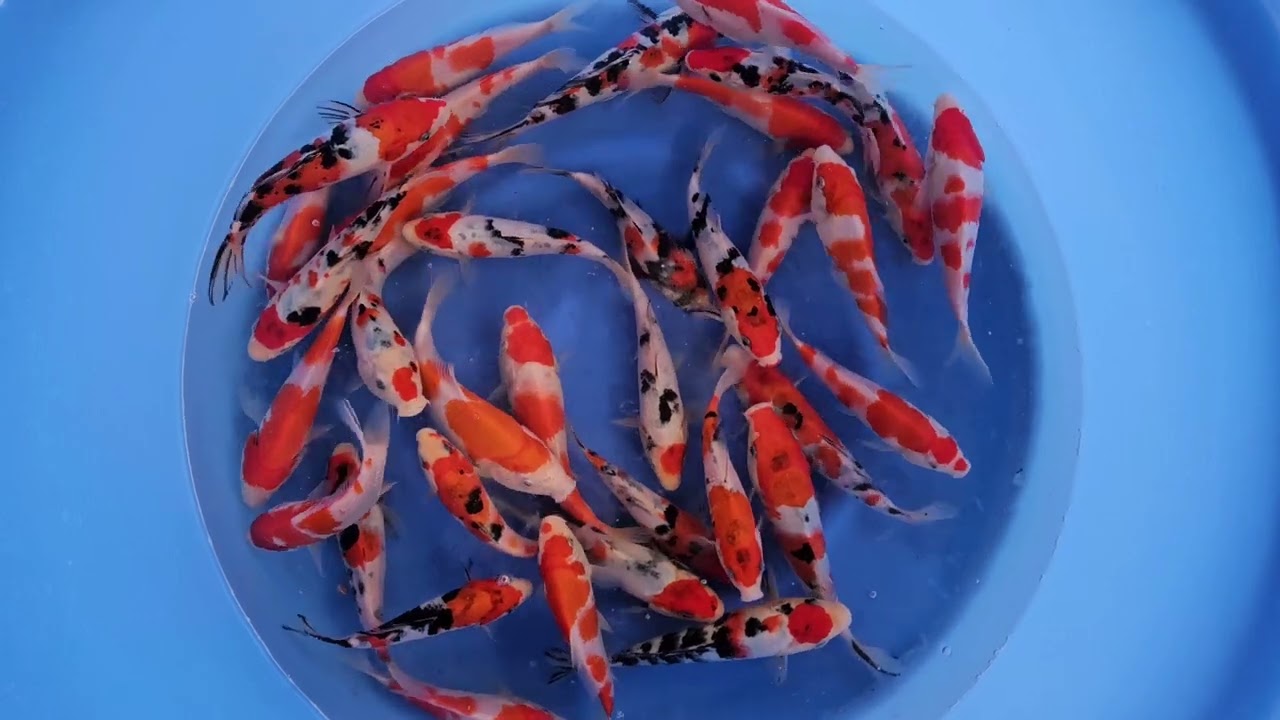 KOHAKU SANKE MIX G03 | Worldwide Nishikigoi export from Japan