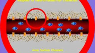 11  Pyrethroid Action