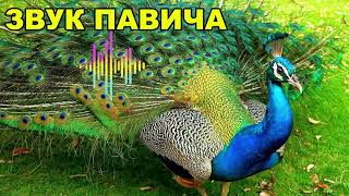 ЗВУК ПАВИЧА 💖 Який звук видає павич