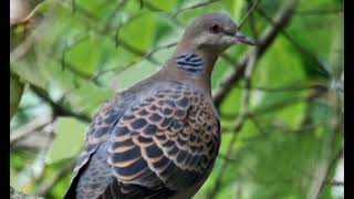 AMPUH 100% NEMPEL//SUARA PIKAT BURUNG KEBON//KOMPILASI AUDIO PIKAT BURUNG