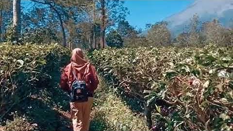 EXPLORE VIDEO KEBUN TEH TAMBI WONOSOBO