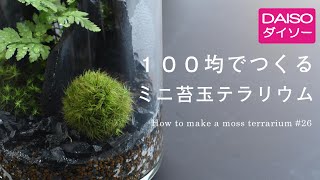 100均でつくるミニ苔玉テラリウム【ダイソー編】#26｜How to make a moss ball terrarium #26