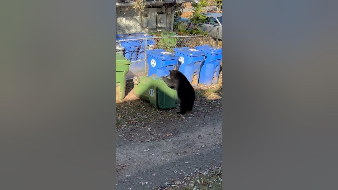 Family of Bears Caught Digging Through Trash YouTube