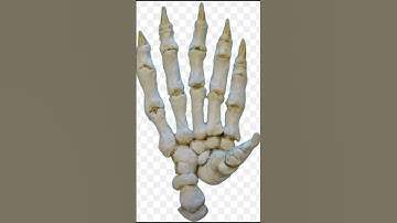 Red Pandas Aren’t Pandas