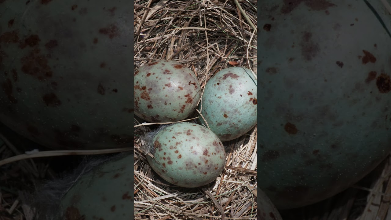 Mistle Thrush Species Guide: Things you need to know - YouTube