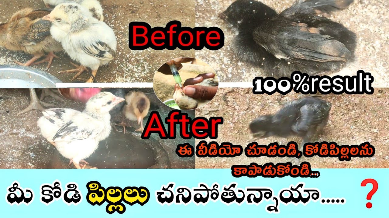 How to protect chicken chicks from disease || in seasonal viral infections ||@Nanifarms