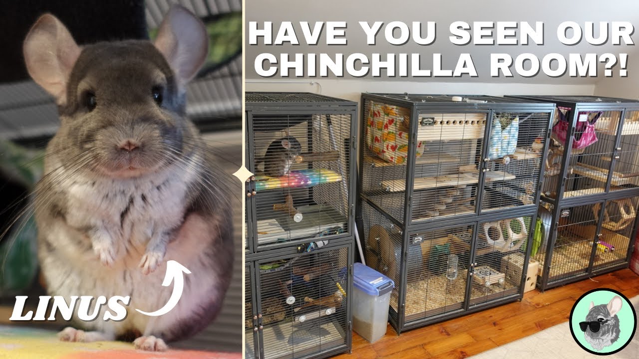 Do Chinchillas Have To Live In A Cage