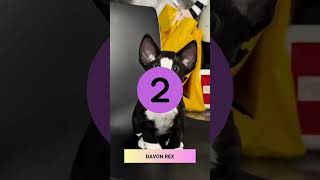 Hey cat Lovers! Top 5 best cat breeds! Drop your favorite in the comments, I'd love to see them!😉$ Hey cat Lovers! Top 5 best cat breeds! Drop your favorite in the comments, I'd love to see them!😉$
