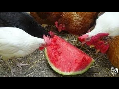 Chickens eating watermelon - YouTube
