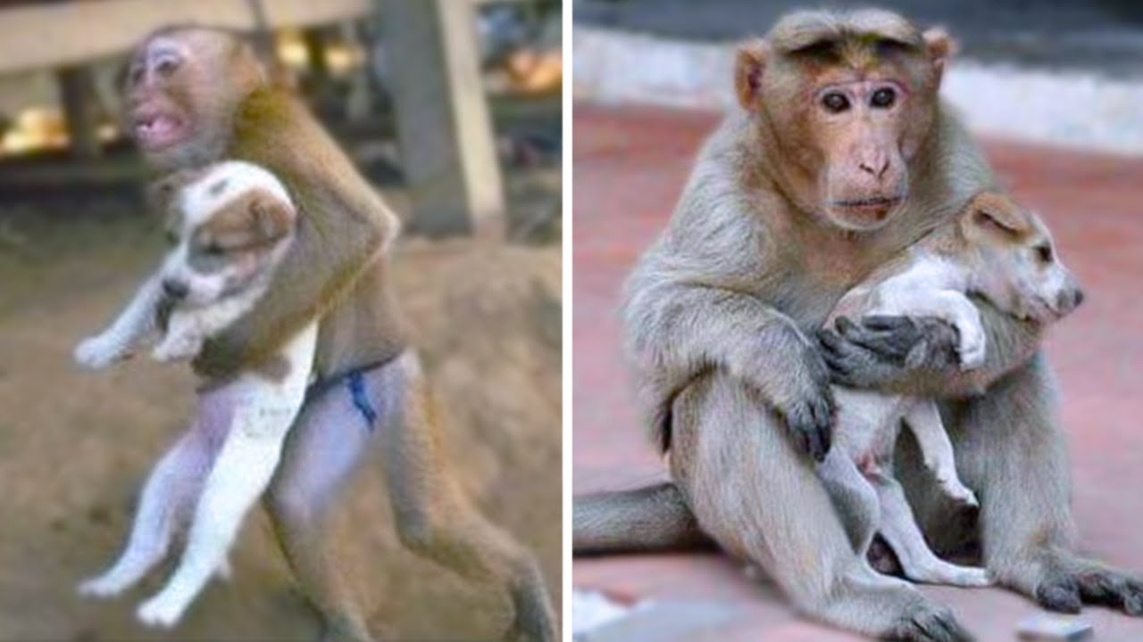 15 Genius Monkeys Caught on Camera