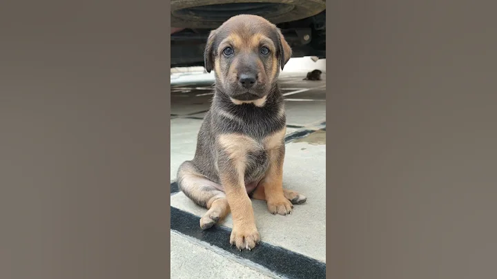 These Gorgeous Healthy Pups For Free Adoption #shorts #shashimourya