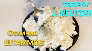 :  L.REUTERI,   ?   