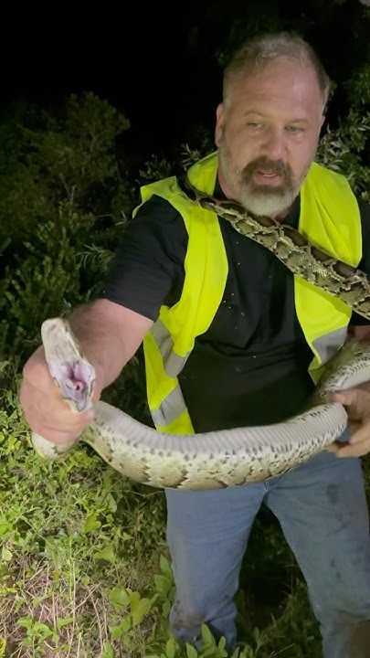 Stuck in the swamp with angry python! Working hard to capture this # ...