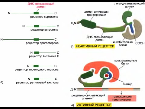 Общие принципы клеточной коммуникации