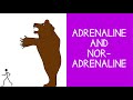 58 endocrine adrenaline epinephrine and noradrenaline norepinephrine