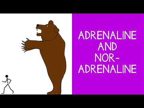 वीडियो: क्या नॉरएड्रेनालाईन और एड्रेनालाईन समान हैं?