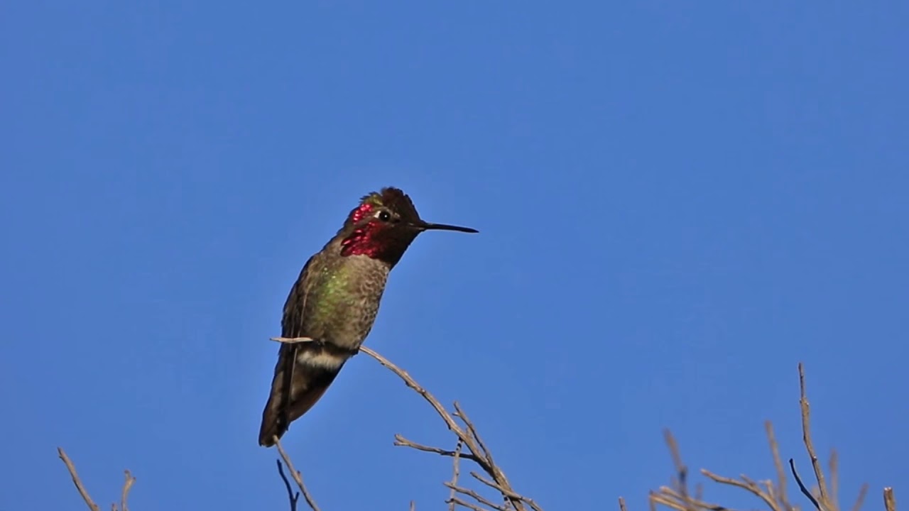 Color changing Hummingbird