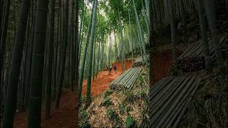 Forest to Home🔥#trending #creativeshorts #diy #vairalvideo #vairalvideo #shorts