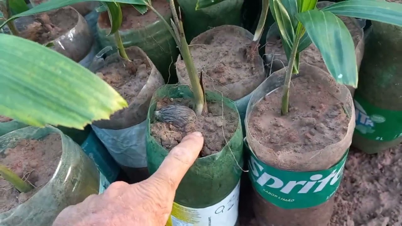 DICA SIMPLES E FÁCIL PARA FAZER MUDAS DE PALMEIRAS RABO DE RAPOSA 😱