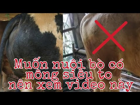 Video: Làm Thế Nào để Nuôi Một Con Bò đực