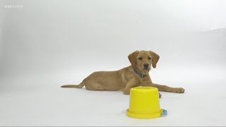 Roxy goes to doggy daycare: How to find the perfect play place for your dog