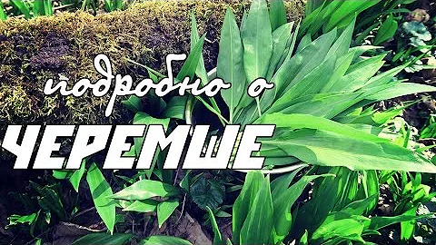 Подробно о ЧЕРЕМШЕ / Ramson