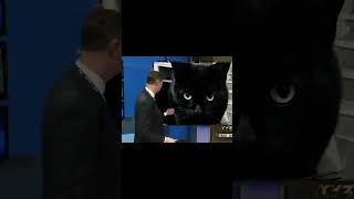 Dangerous criminal #funny #cat