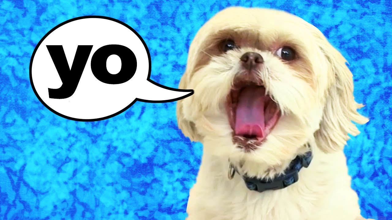 THIS DOG CAN TALK!! - YouTube