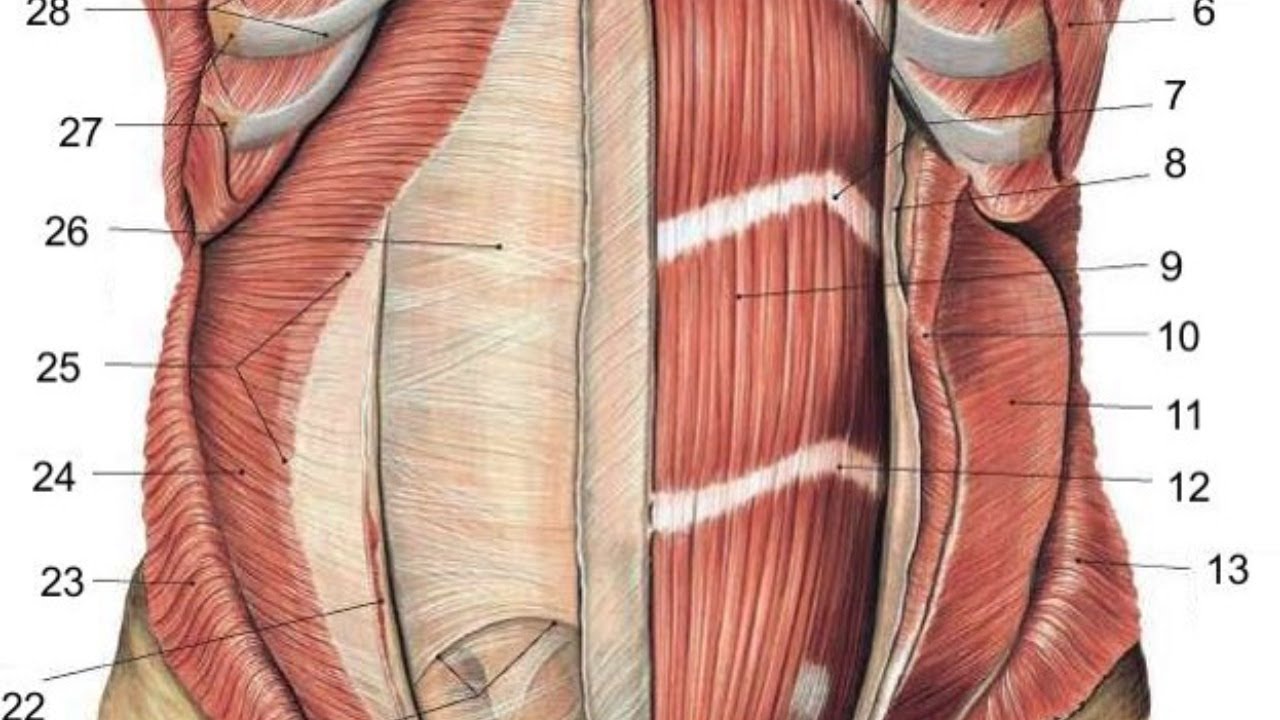 Живот стенки полости живота. Пирамидальная мышца живота анатомия. Мышцы и фасции живота. Мышцы брюшной стенки человека анатомия. Передняя брюшная стенка мышцы.
