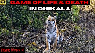 GAME OF LIFE & DEATH IN DHIKALA! TIGER शिकार पे! Gen Z Tigers Of Dhikala #tiger