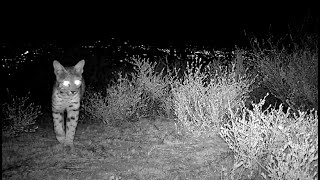 CLAW Nature Cam - Winter Visitors 2022 by Citizens for Los Angeles Wildlife 507 views 2 years ago 3 minutes, 51 seconds