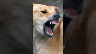 Dingos: Australia’s Wild Dog Problem Dingos: Australia’s Wild Dog Problem