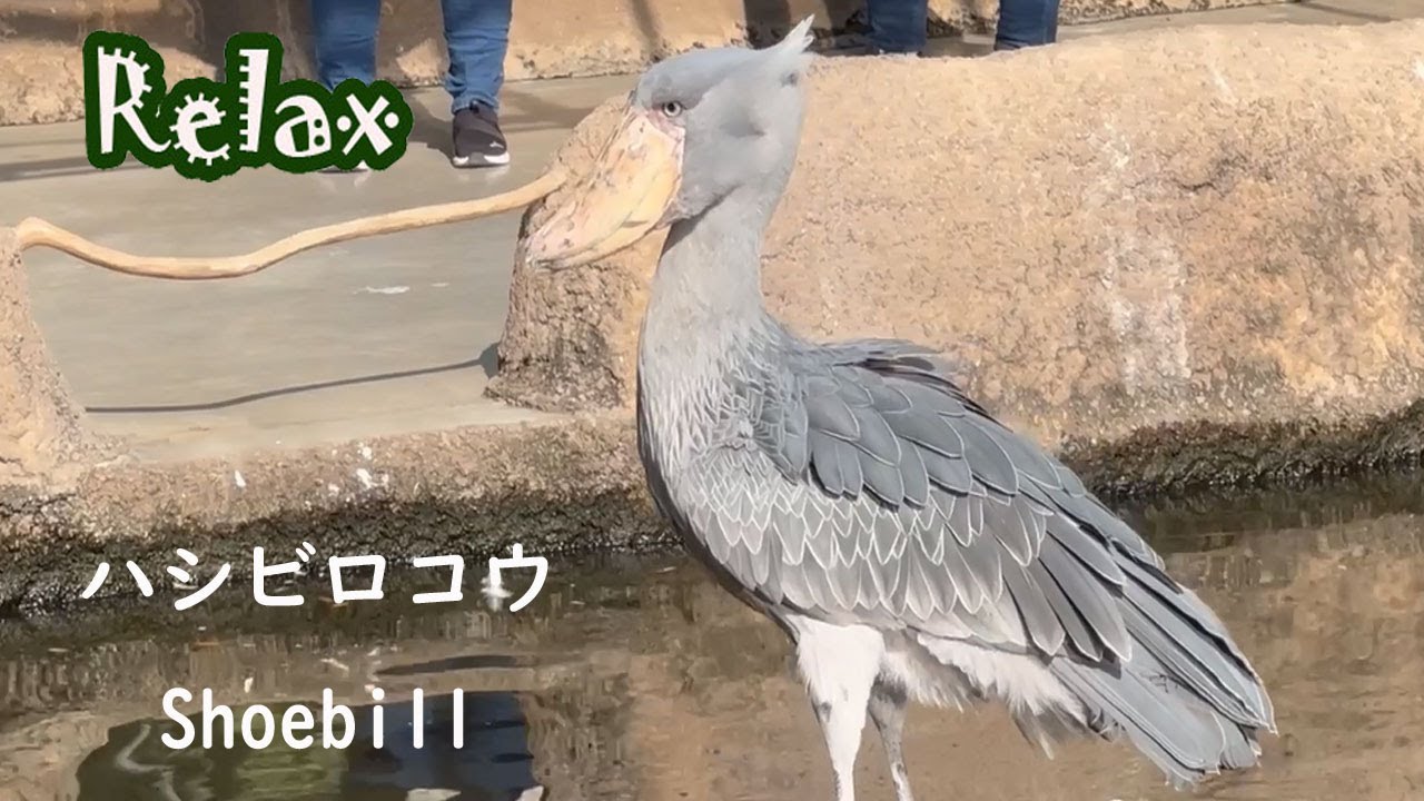 孤高のハシビロコウ The Shoebill is a solitary bird - YouTube