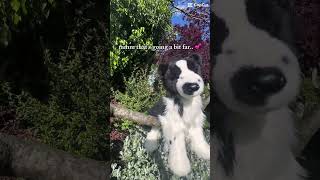 apollos getting póster alot 🫶 #essa #amnewbutnottheleast #puppy #viral #essacommunity #bordercollie