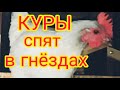 Куры спят в гнёздах и гадят туда. Отучить легко. 3шага...